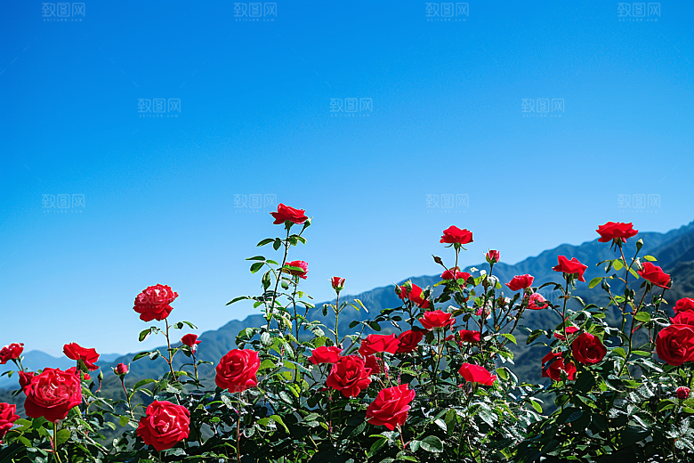 月季花植物高清素材