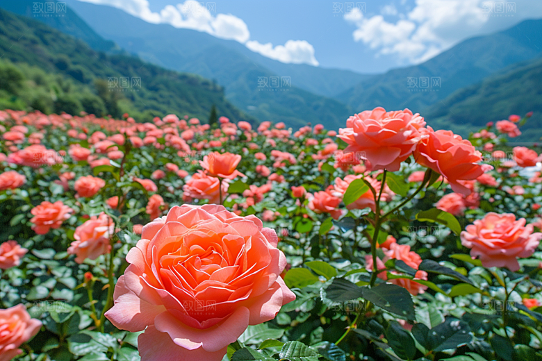 月季花玫瑰蔷薇素材
