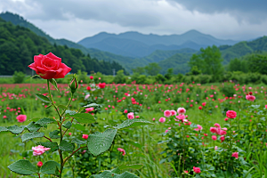 月季花藤月花朵素材