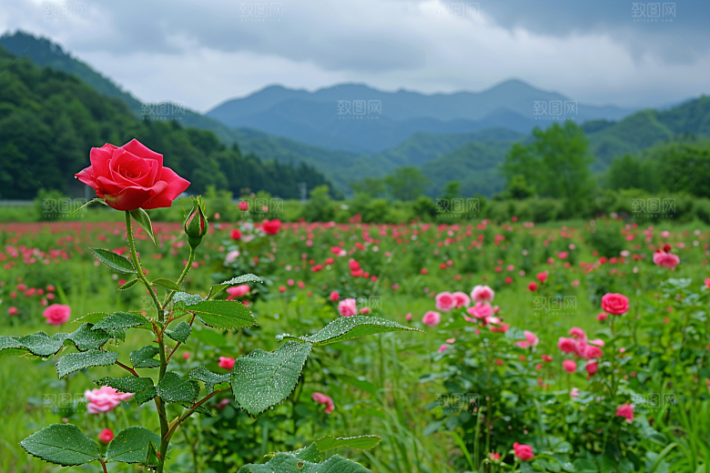 月季花藤月花朵素材