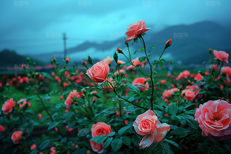 月季花蔷薇花朵素材