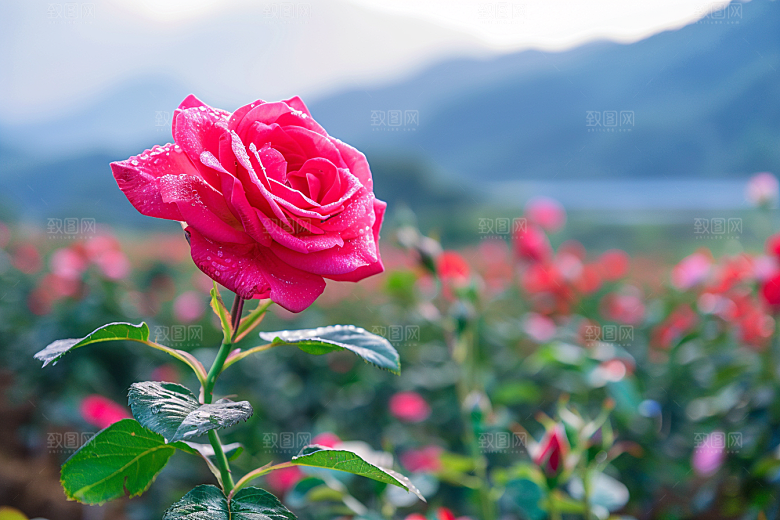 月季花藤月植物素材