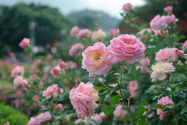 月季花唯美彩色素材