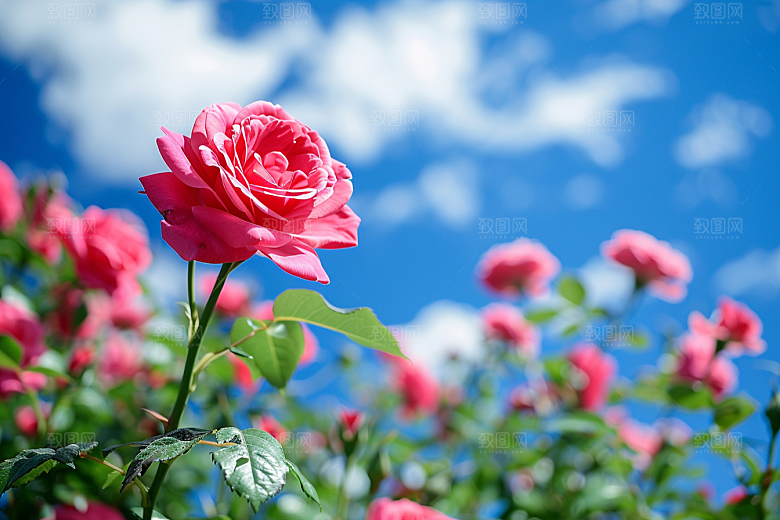 月季花彩色花卉素材