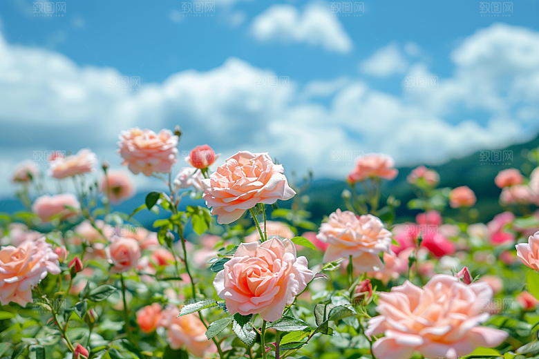 月季花欧月花卉素材