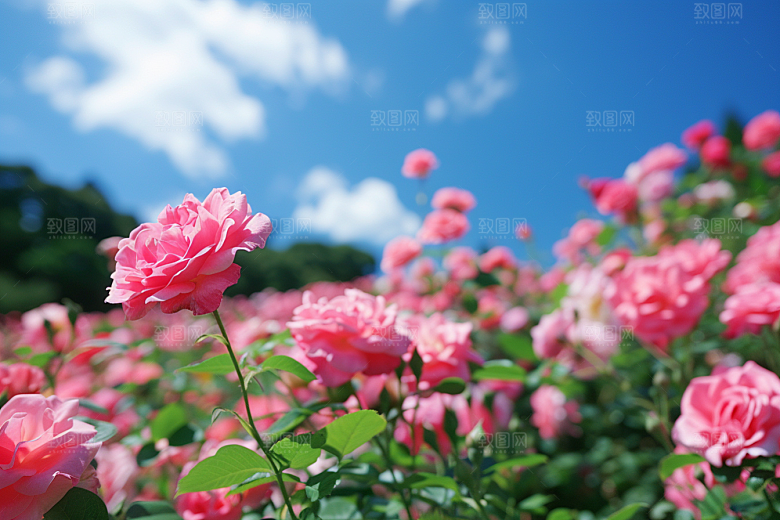 月季花彩色花卉素材