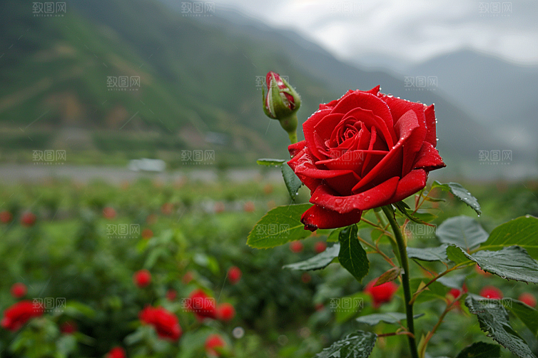 月季花彩色唯美素材