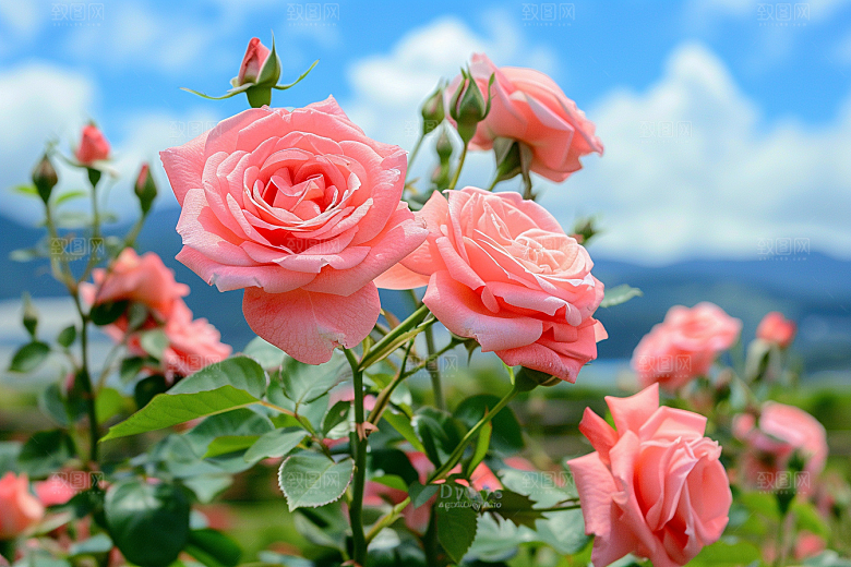 月季花高清花卉素材