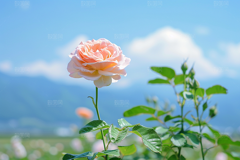月季花彩色植物素材