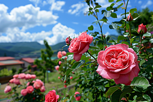 月季花花卉玫瑰素材