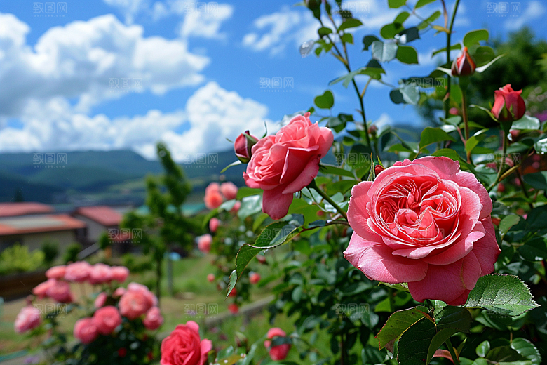月季花花卉玫瑰素材