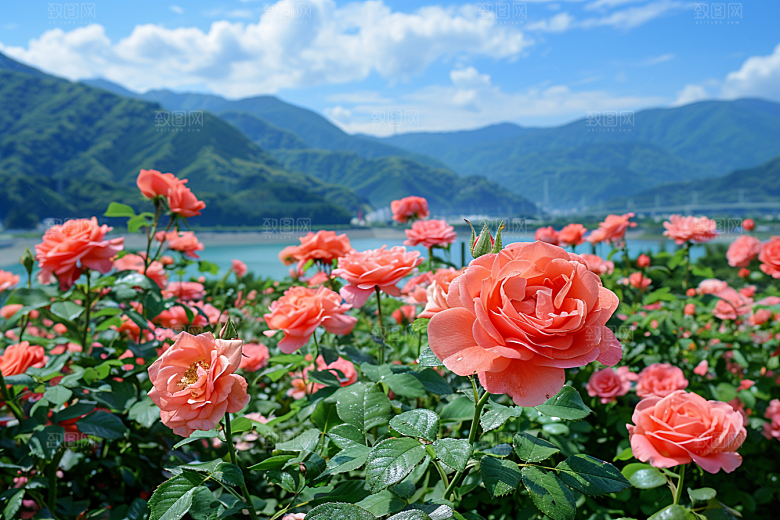 月季花花朵花卉素材