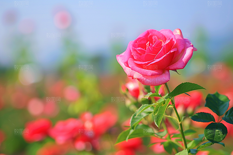 月季花唯美蔷薇素材