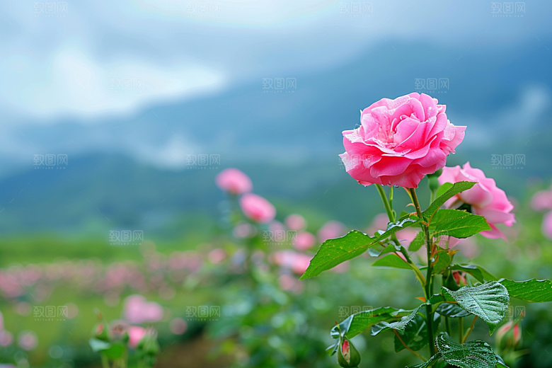 月季花玫瑰植物素材