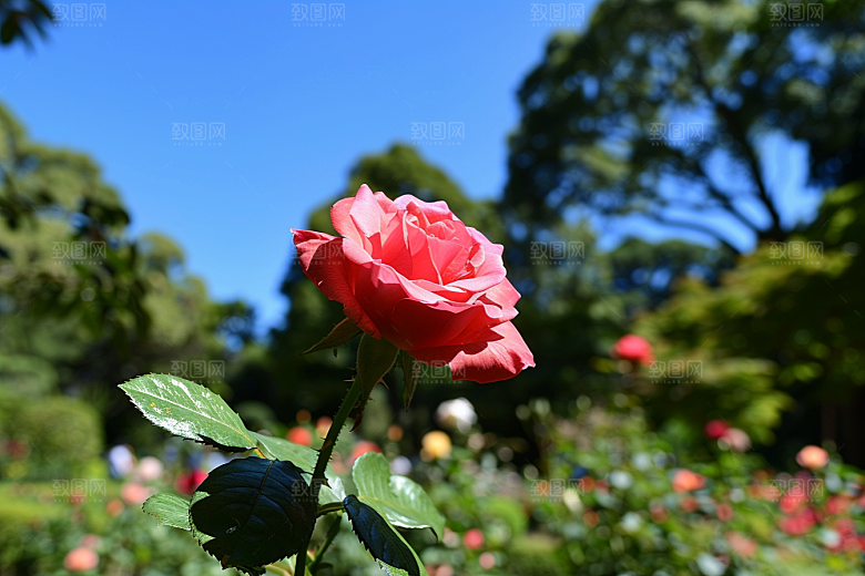 月季花高清植物素材
