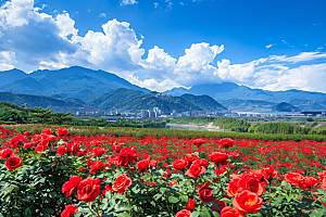月季花花朵彩色素材
