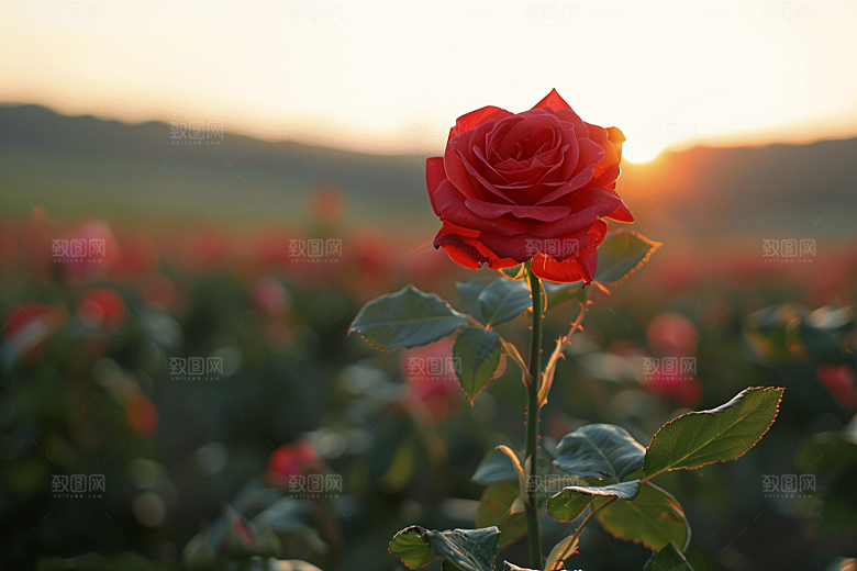 月季花高清唯美素材
