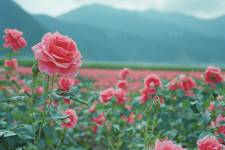 月季花欧月藤月素材