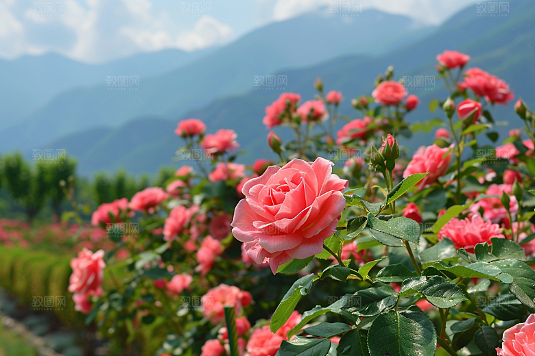 月季花花卉蔷薇素材