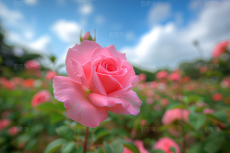 月季花唯美蔷薇素材