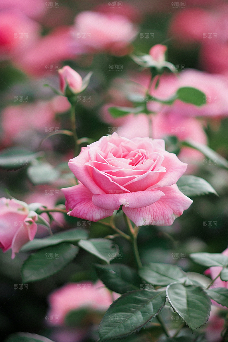 月季花唯美蔷薇素材