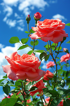 月季花藤月花卉素材