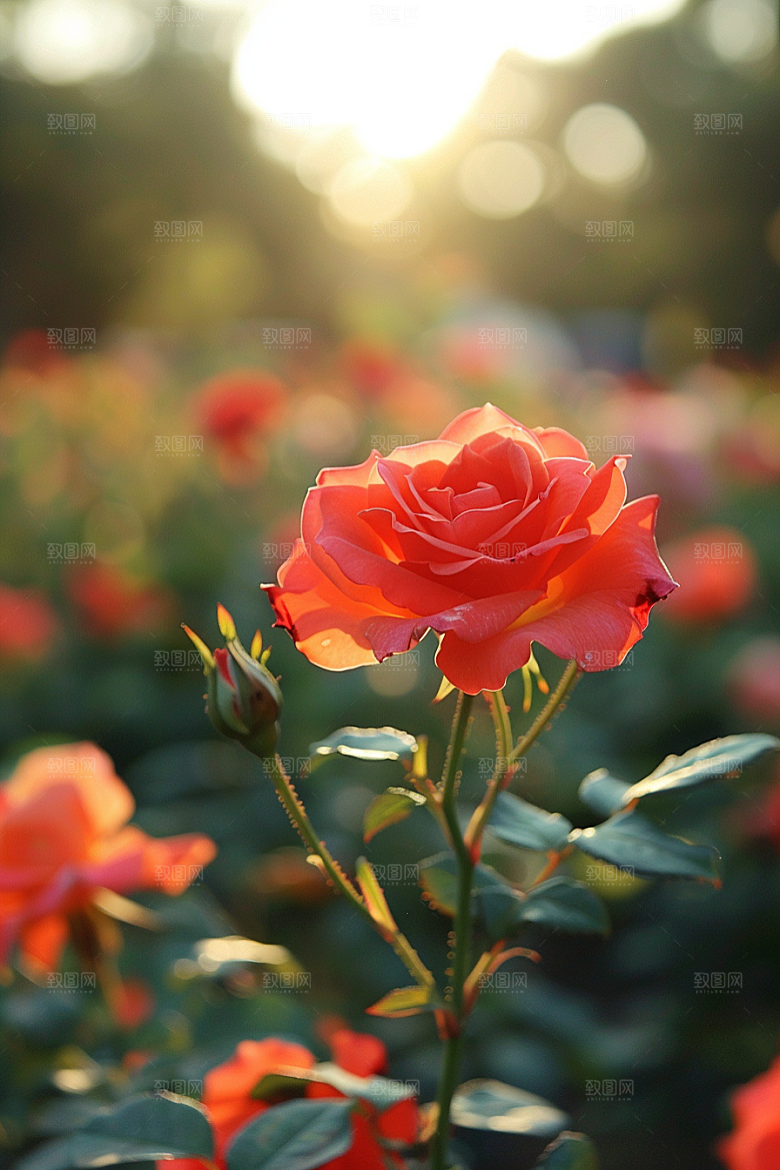 月季花彩色欧月素材
