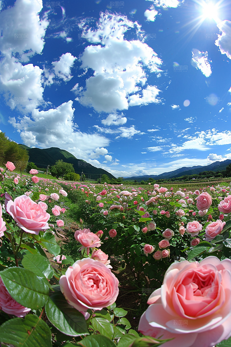 月季花唯美彩色素材
