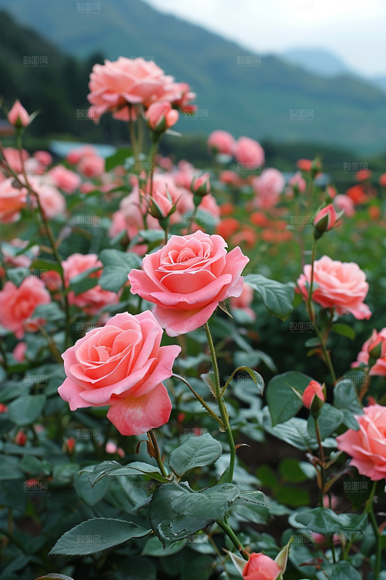 月季花高清蔷薇素材
