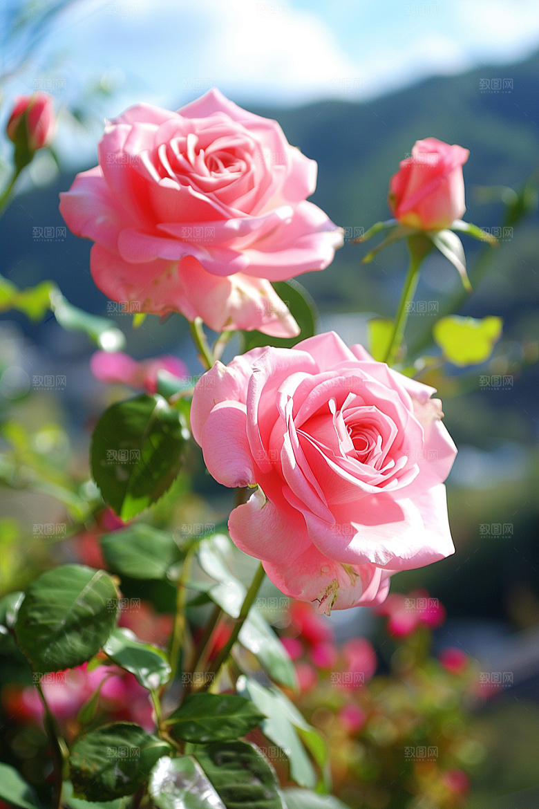 月季花欧月唯美素材