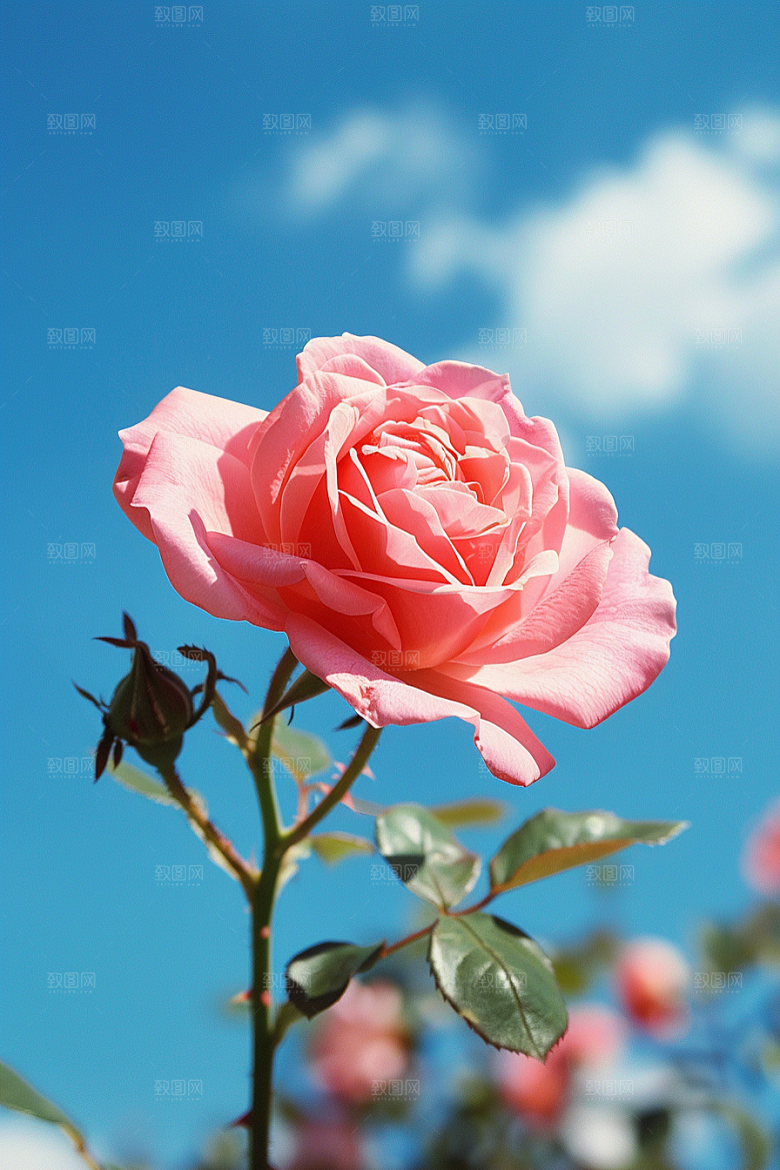 月季花彩色藤月素材