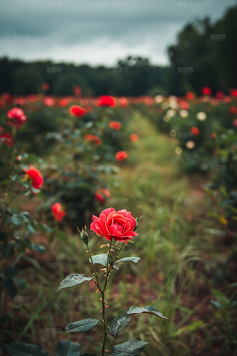 月季花欧月玫瑰素材