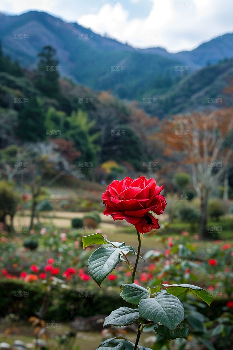 月季花花卉欧月素材