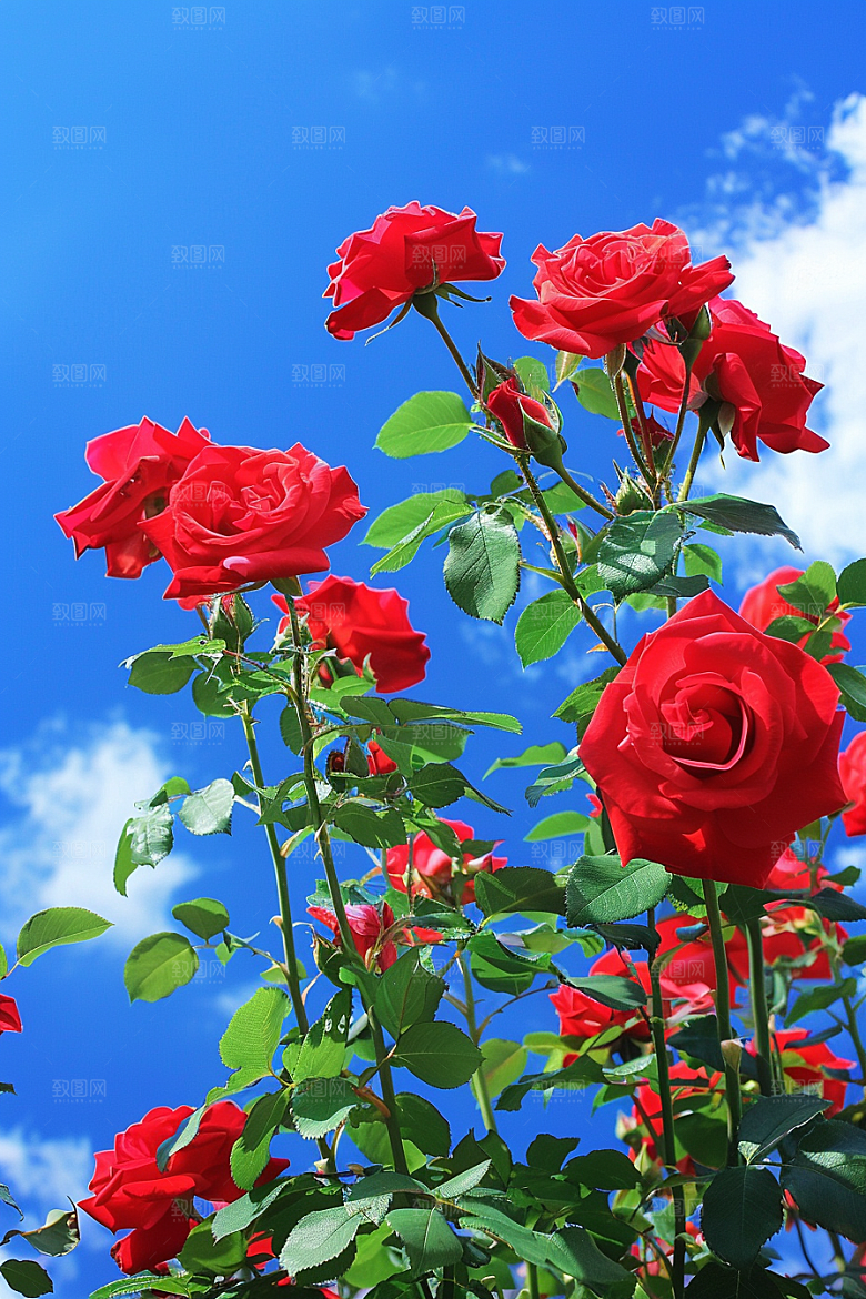 月季花高清藤月素材