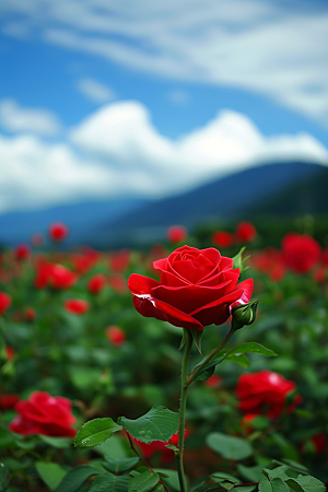 月季花彩色玫瑰素材