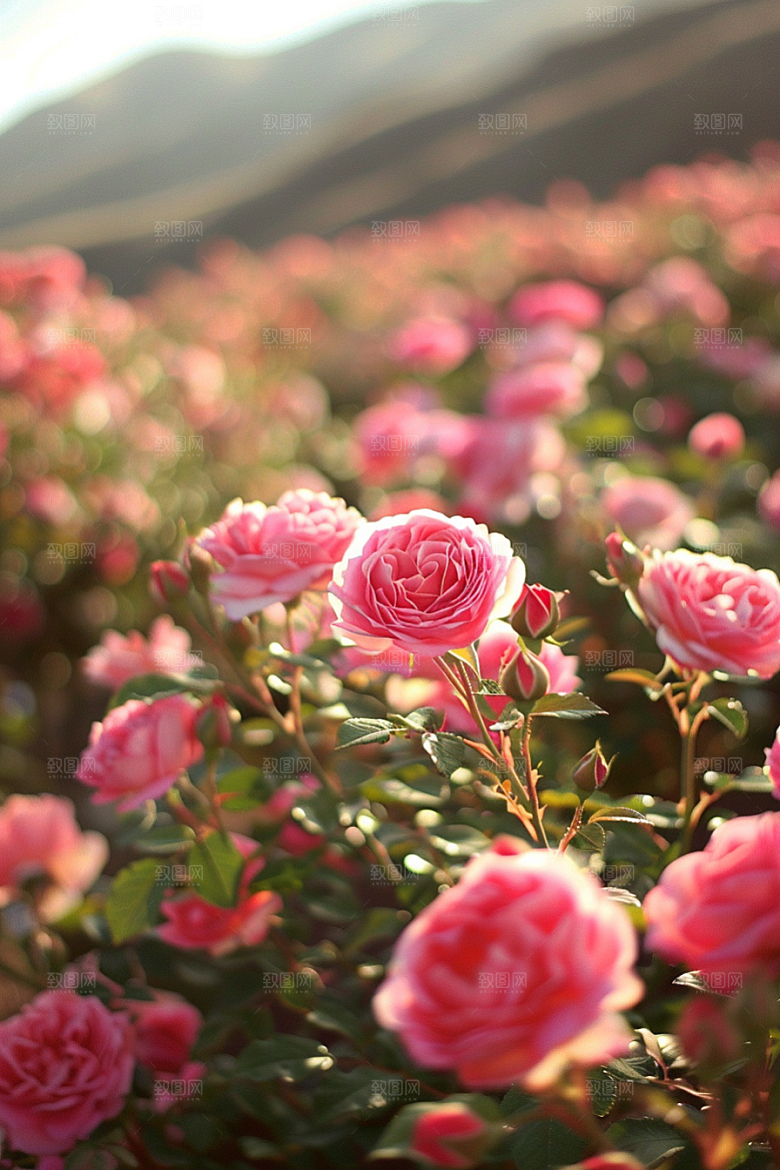 月季花彩色玫瑰素材