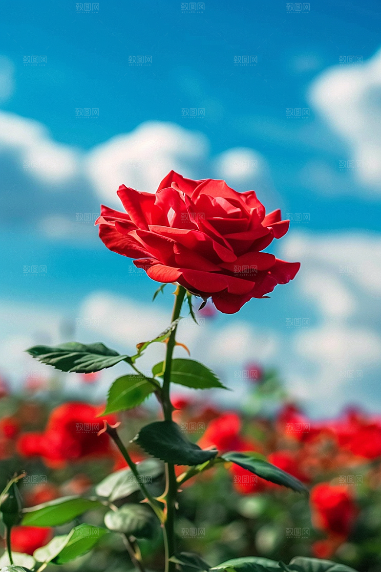 月季花欧月彩色素材