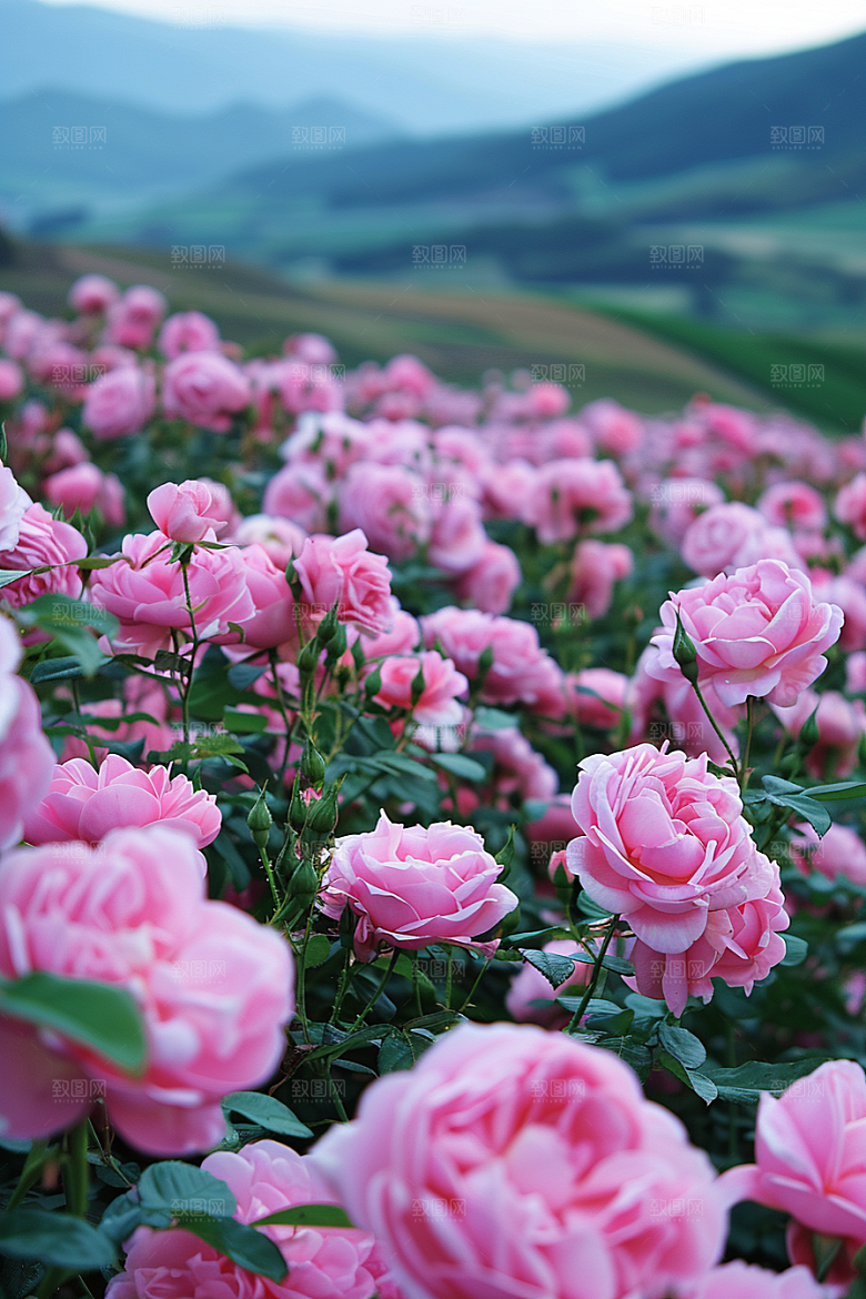 月季花玫瑰唯美素材