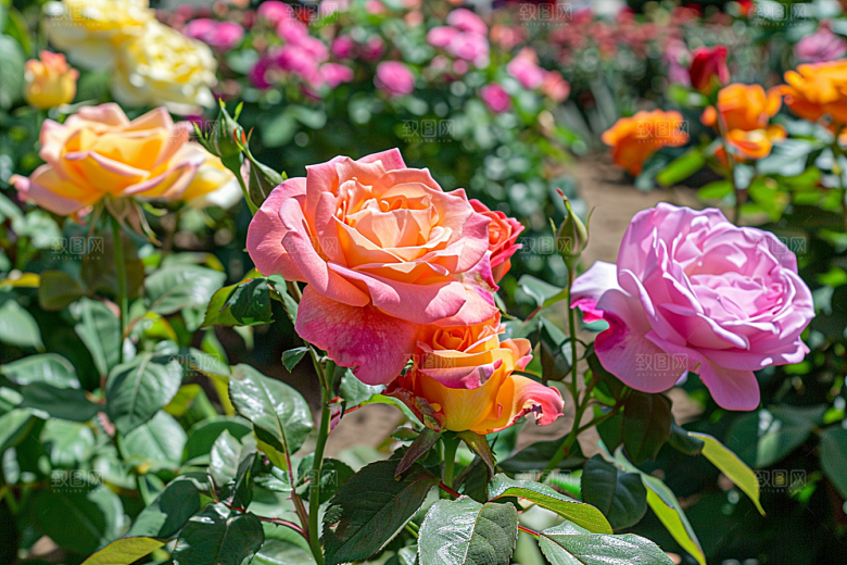 月季花彩色欧月素材