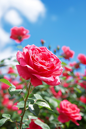 月季花花朵彩色素材