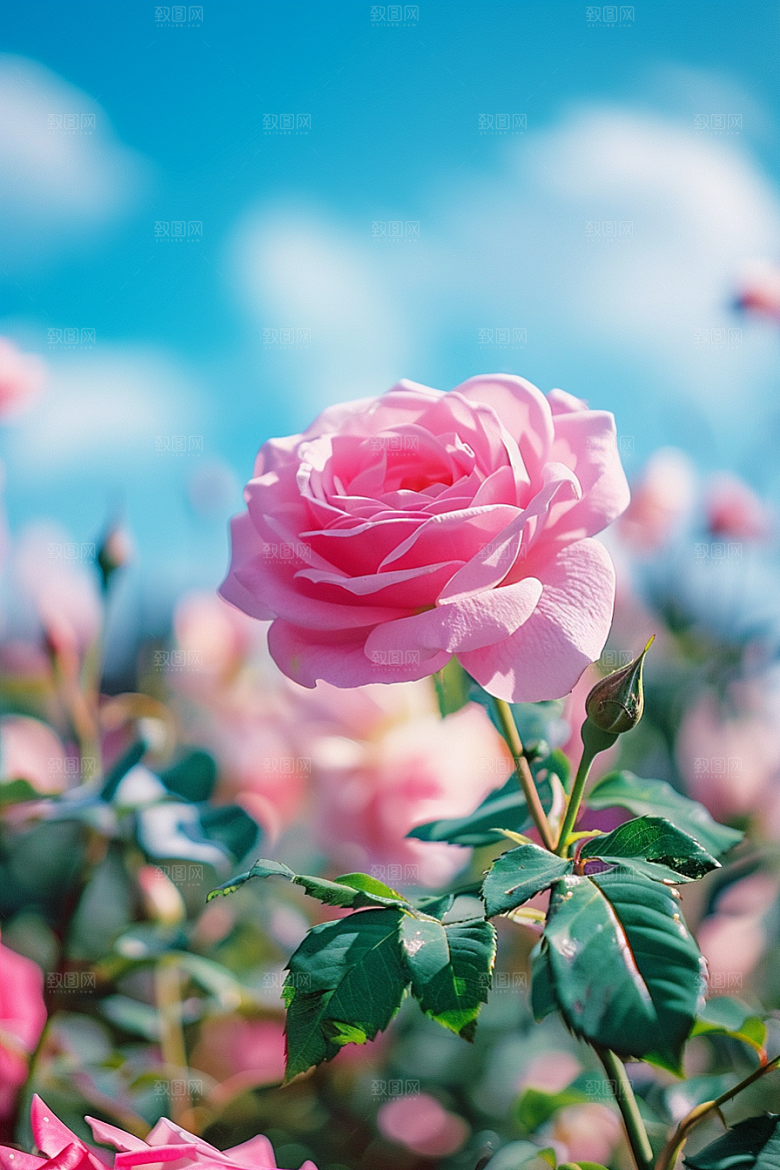 月季花藤月唯美素材