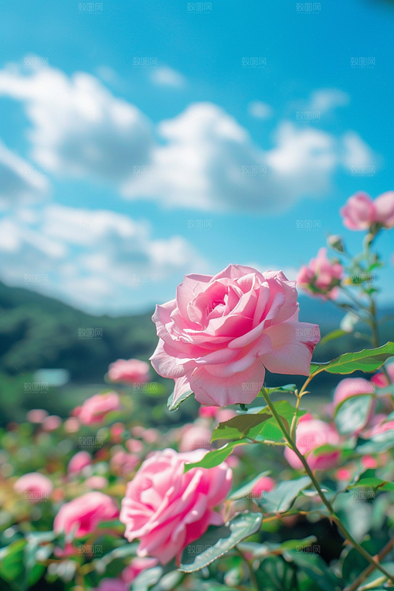 月季花唯美彩色素材