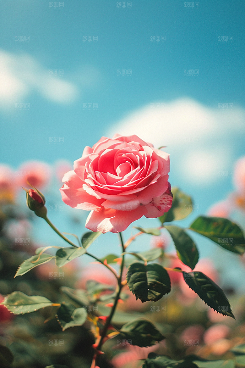 月季花唯美花朵素材