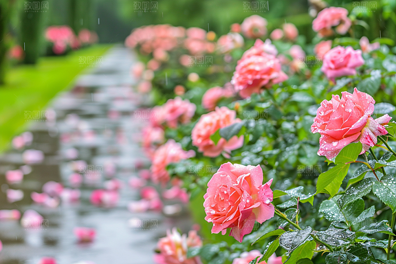 月季花高清蔷薇素材