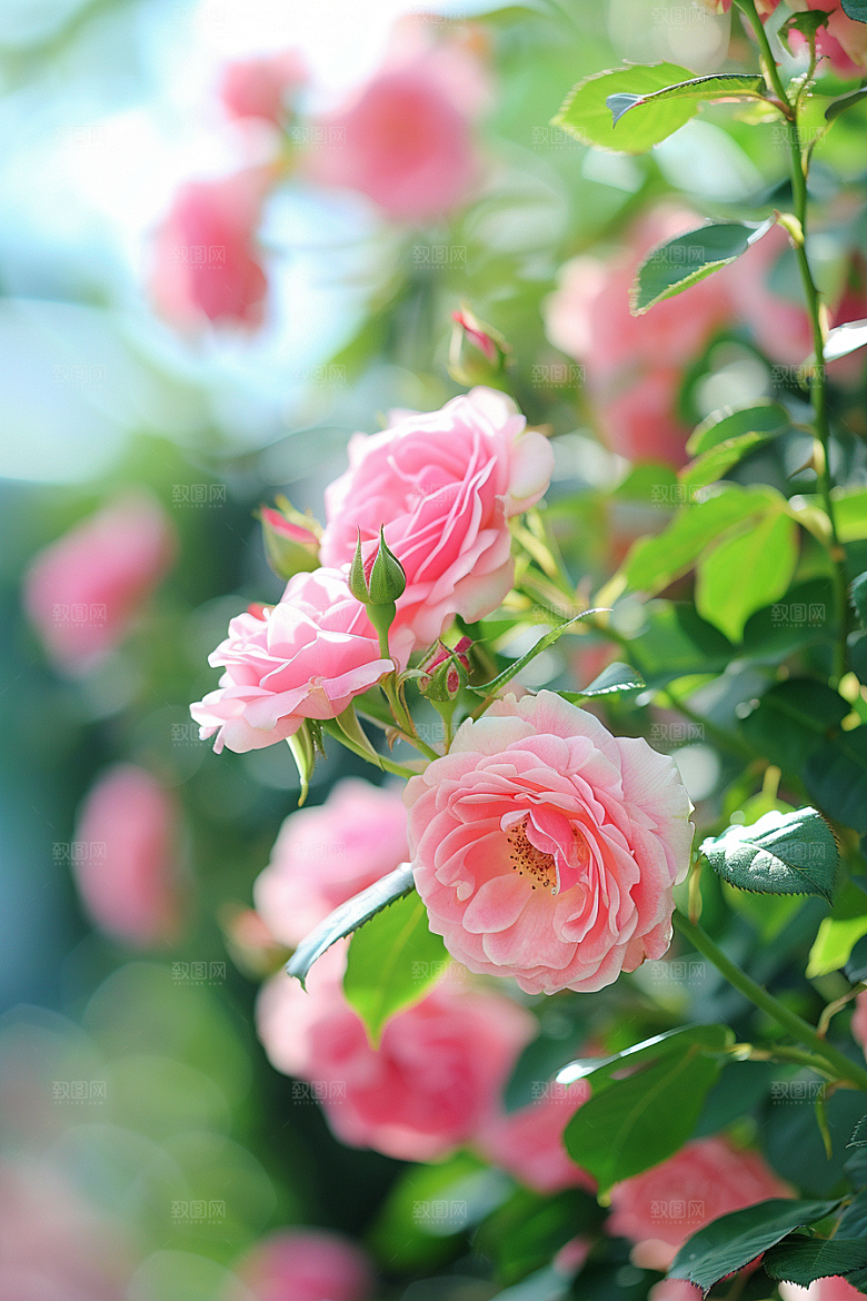 月季花玫瑰彩色素材