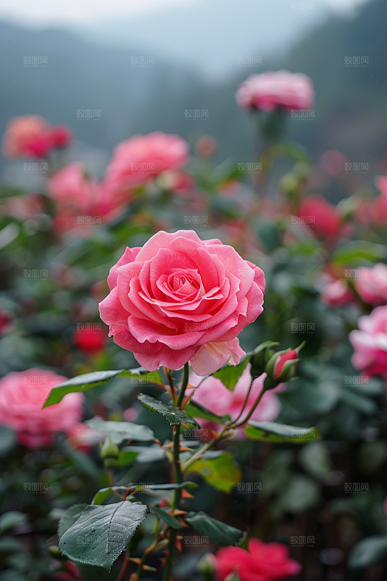 月季花彩色藤月素材