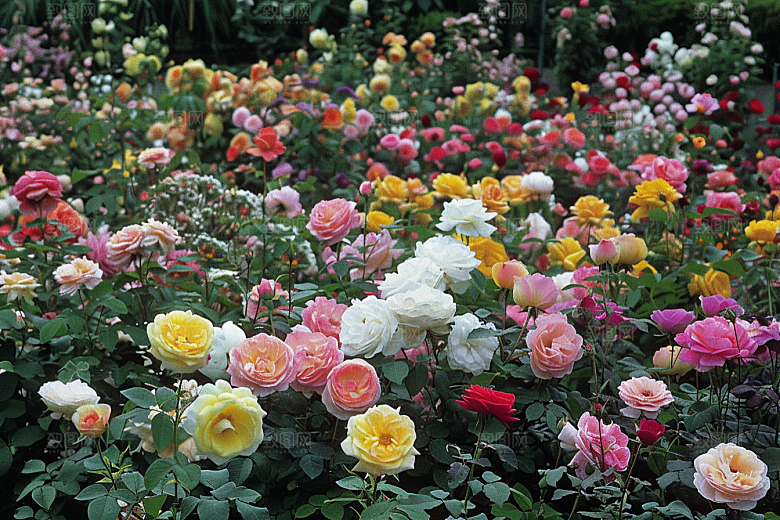 月季花藤月唯美素材