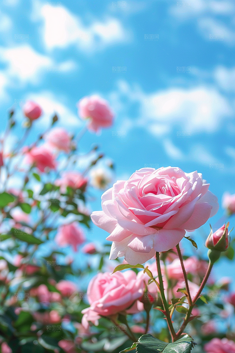 月季花欧月玫瑰素材