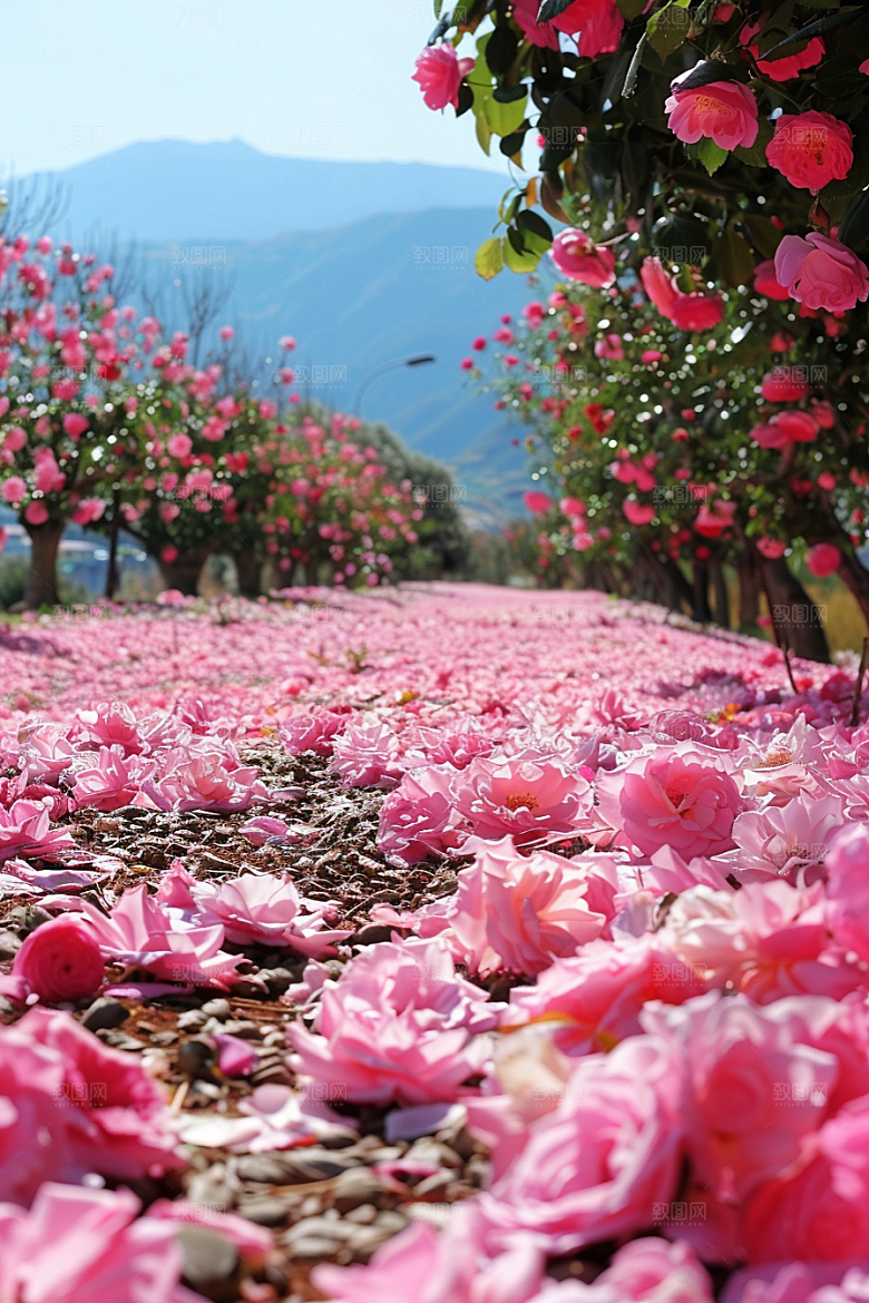 月季花玫瑰彩色素材