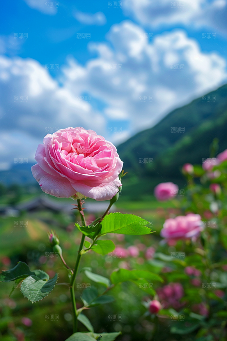 月季花花卉植物素材